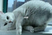 珊瑚颂原唱 珊子