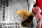 男人梦见很多小鸡 男人的小鸡图