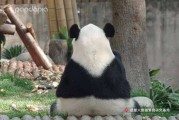 团成一团圆润离开 圆润离开