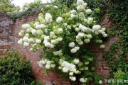 江苏琼花事件案例分析 江苏琼花