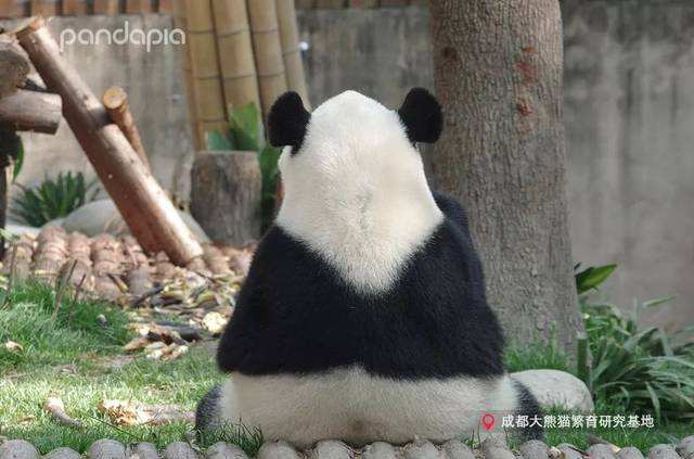 团成一团圆润离开 圆润离开