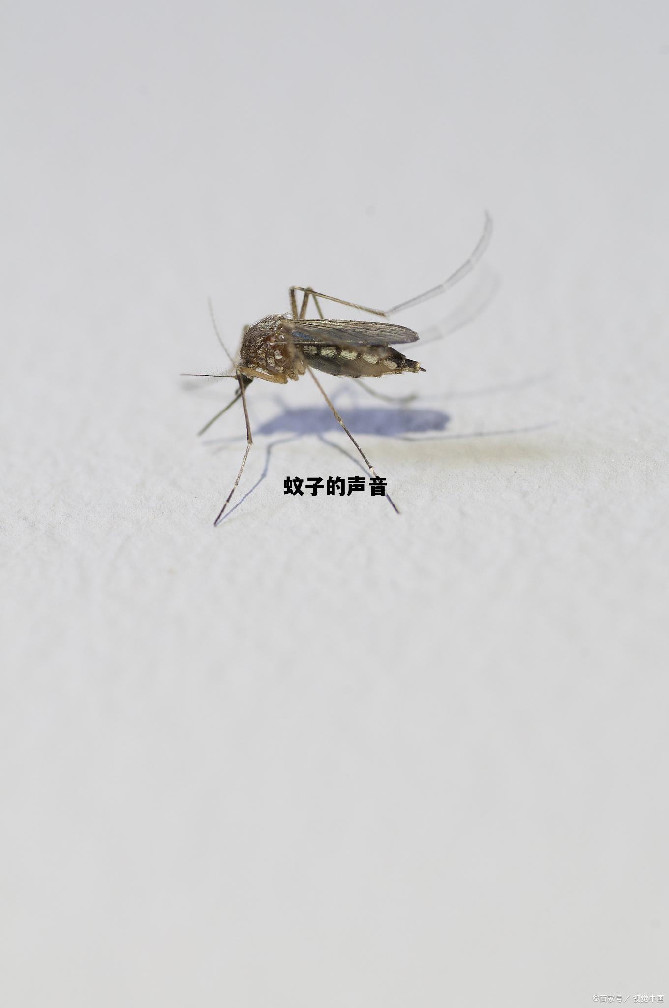 蚊子的声音用字怎么写 蚊子的声音