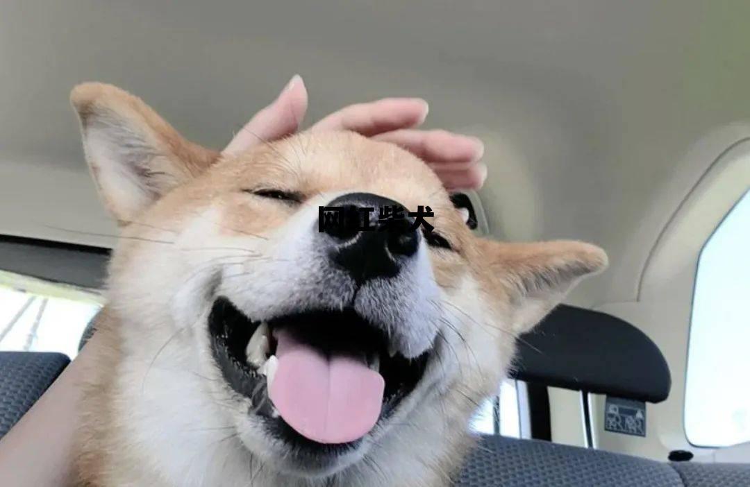 网红柴犬视频 网红柴犬