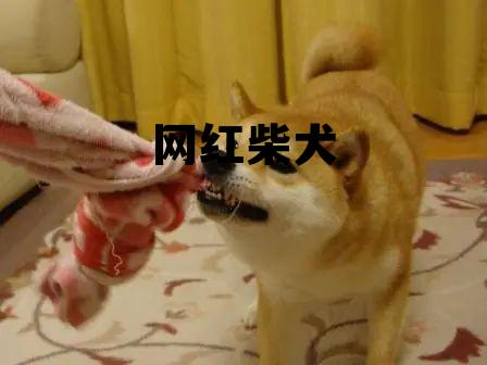 网红柴犬视频 网红柴犬